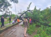 Diterjang Angin Kencang, Jalan Masuk Rantau Baru Tertutup Pohon Tumbang