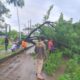 Pohon Tumbang di Tapin