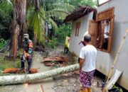 Pohon Tumbang Timpa Rumah, Babinsa Sungai Raya Ambil Tindakan
