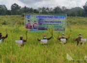 Sukses Tanam Padi Gogo, Petani di Dusun Pariangan Gelar Syukuran