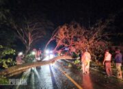 Jalan Provinsi di Tapin Tertutup Pohon Tumbang