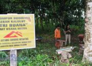 PT AGM Gandeng Artis Ibukota Promosikan Madu Kalulut dan Es Lahang di HSS