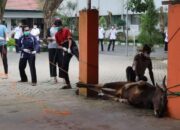Pastikan Sesuai Prokes, Bupati HSS Tinjau Penyembelihan Hewan Kurban