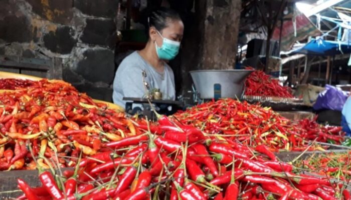 Harga Cabai di Banjarmasin Anjlok, Pedagang Terancam Merugi