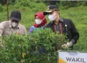 Panen Cabai, Wabup Syamsuri Berharap Sektor Pertanian di HSS Terus Meningkat