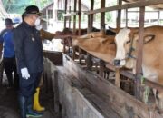 Bupati dan Wabup HSS Pantau Ketersediaan Hewan Kurban