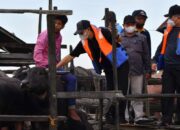 Pemkab HSS Berikan Layanan Kesehatan Ternak Lewat Program Active Service di Kalang Hadangan