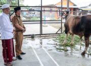 Syamsuri Arsyad Serahkan Sapi Kurban Untuk Majelis Ta’lim Al Muradiyah Daha Utara