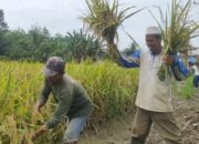 Sambut Haul Guru Sekumpul ke 18, Warga Desa Purut Tapin Gelar Panen Raya Padi