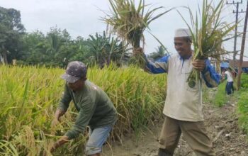 Sambut Haul Guru Sekumpul ke 18, Warga Desa Purut Tapin Gelar Panen Raya Padi
