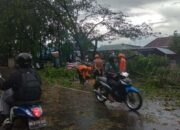 Pohon Tumbang di Banjarmasin Timpa Pengendara Motor