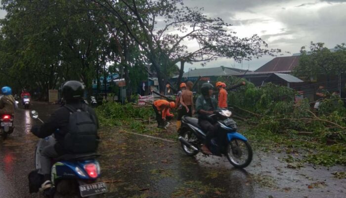 Pohon Tumbang di Banjarmasin Timpa Pengendara Motor