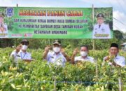 Ikuti Panen Cabai, Bupati HSS Apresiasi Warga Wawaran Ubah Profesi Sebagai Penjual Bibit Sayuran
