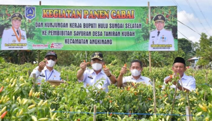 Ikuti Panen Cabai, Bupati HSS Apresiasi Warga Wawaran Ubah Profesi Sebagai Penjual Bibit Sayuran
