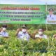 Bupati HSS, Achmad Fikry ikut panen cabai bersama masyarakat Wawaran Desa Taniran Kubah, Kecamatan Angkinang.