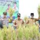 Gubernur Kalsel, Sahbirin Noor bersama Bupati HSS, Achmad Fikry dan Forkopimda Kabupaten HSS memanen padi apung di Desa Hamayung, Kecamatan Daha Utara.