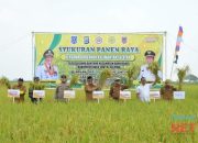 Kabupaten HSS Alami Kenaikan Produksi Padi dan Holtikultura