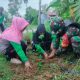 Anggota Koramil 1001-09/Amuntai Selatan bersama masyarakat menanam pohon