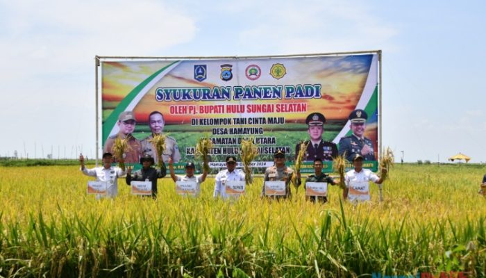 Pj Bupati HSS Ikut Panen Padi Bersama Petani Desa Hamayung Daha Utara