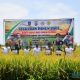 Pj Bupati HSS, Endri saat melakukan panen raya bersama Kelompok Tani Cinta Maju, Desa Hamayung, Kecamatan Daha Utara. (Foto : Prokopim HSS)