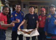 Damkar HSU Evakuasi Lebah Madu Yang Bersarang di Rumah Warga