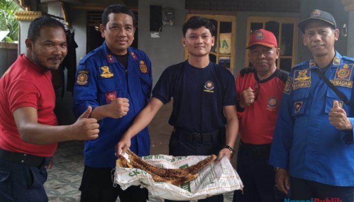 Damkar HSU Evakuasi Lebah Madu Yang Bersarang di Rumah Warga