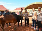 Dukung Haul Ke-1 Guru Danau, Kapolres HSU Serahkan Bantuan Dua Ekor Sapi