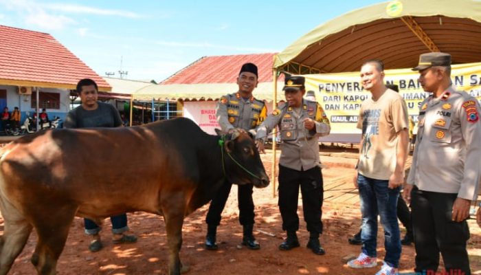 Dukung Haul Ke-1 Guru Danau, Kapolres HSU Serahkan Bantuan Dua Ekor Sapi