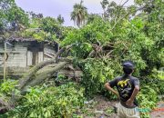 Diterpa Angin, Sebuah Pohon di Desa Gambah Luar HSS Tumbang Menimpa Rumah