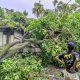 Pohon tumbang menimpa sebuah rumah kosong di Desa Gambah Luar, Kecamatan Kandangan. (Foto : Istimewa)