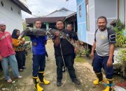 Damkar HSU Evakuasi Seekor Biawak Berukuran Besar di Desa Pakapuran