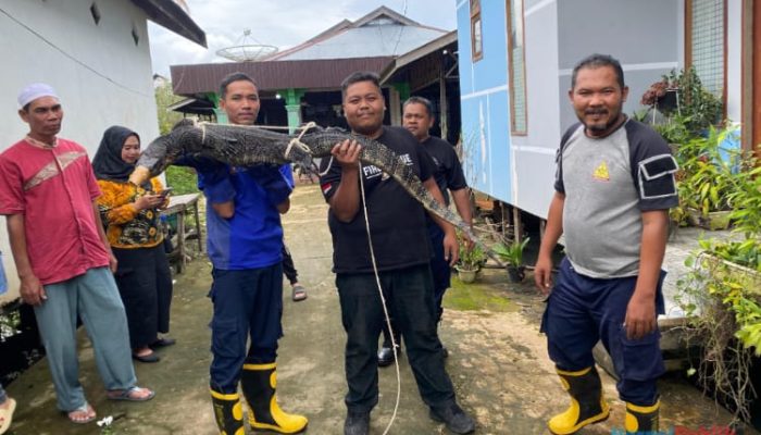 Damkar HSU Evakuasi Seekor Biawak Berukuran Besar di Desa Pakapuran