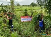Buaya Muncul di Persawahan Desa Tigarun, Damkar HSU Pasang Spanduk Imbauan