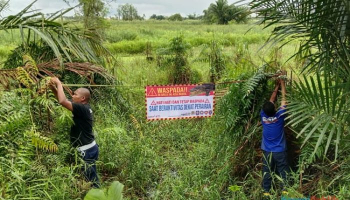 Buaya Muncul di Persawahan Desa Tigarun, Damkar HSU Pasang Spanduk Imbauan