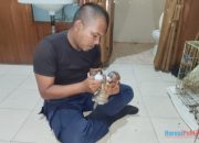 Terjatuh Dari Induknya, Damkar HSU Selamatkan Anak Bekantan di Semak Belukar