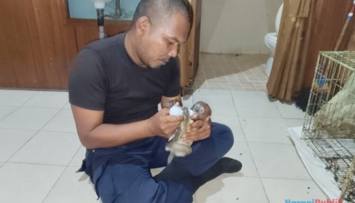 Terjatuh Dari Induknya, Damkar HSU Selamatkan Anak Bekantan di Semak Belukar