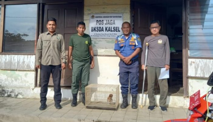 Anggota Damkar HSU Serahkan Anak Bekantan Hasil Rescue ke BKSDA Kalsel