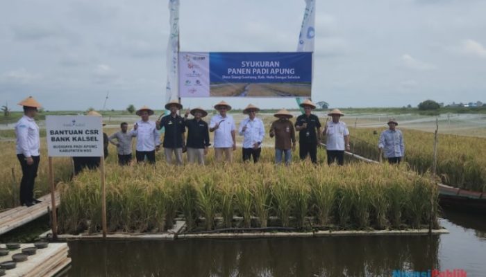 Manfaatkan Lahan Rawa, Poktan Bina Baru Desa Siang Gantung HSS Sukses Panen Padi Apung
