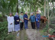 Jelang IdulAdha, DPD NasDem HSS Distribusikan 5 Ekor Sapi Kurban Dari Ketua DPW Kalsel