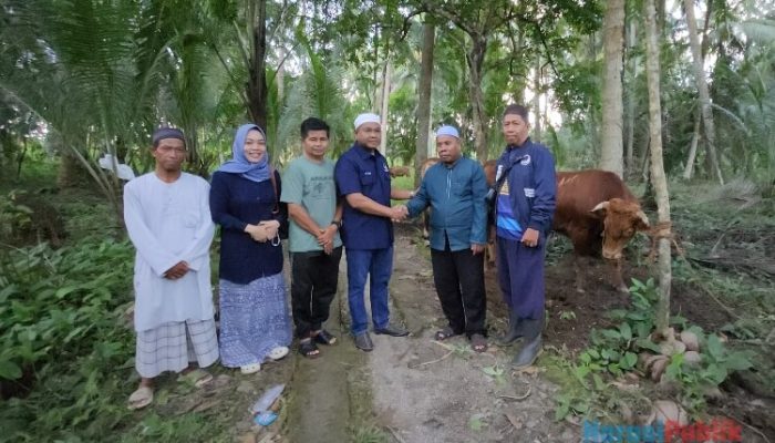 Jelang IdulAdha, DPD NasDem HSS Distribusikan 5 Ekor Sapi Kurban Dari Ketua DPW Kalsel
