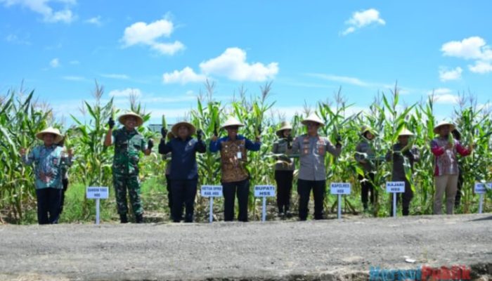 Wabup HSS dan Kapolres Ikuti Panen Raya Jagung Serentak Se-Indonesia
