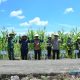 Wakil Bupati HSS, Suriani bersama unsur Forkopimda saat memanen jagung di Desa Amawang Kiri, Kecamatan Kandangan. (Foto : Diskominfo HSS)