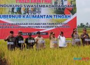 Bupati Kapuas dan Gubernur Kalteng Hadiri Panen Raya Padi di Desa Warnasari