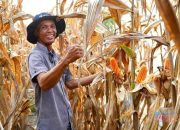 Produksi Jagung Surplus, Pemerintah Pastikan Tanpa Impor di Tahun 2026