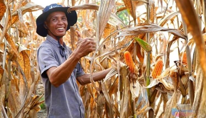 Produksi Jagung Surplus, Pemerintah Pastikan Tanpa Impor di Tahun 2026
