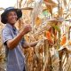 Ilustrasi Petani yang tengah memanen jagung. (Dok. Humas Badan Pangan Nasional)