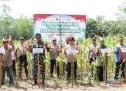 Dukung Ketahanan Pangan, Polres HSU Bersama Petani Panen Jagung