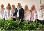 Tekan Inflasi Pangan, Inspektorat HSS Manfaakan Pekarangan Kantor Jadi Kebun Cabai
