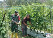 Dorong Produktivitas Pertanian, Babinsa Haruyan Bantu Petani di HST Panen Mentimun