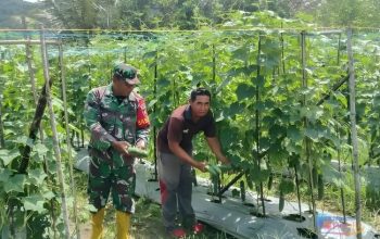 Babinsa Koramil 1002-03/Haruyan membantu petani panen mentimun di Desa Hapulang. (Dok. Pendim HST)